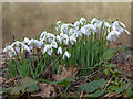 Snowdrops (Galanthus nivalis) on dismantled railway