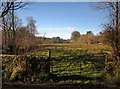 Field by the Wadley Brook