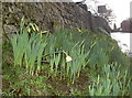 The daffs are coming out