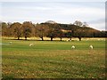 Sheep pasture, Carse of Cambus