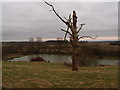 Dead tree by Borough Hill Farm