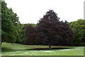 Beveridge Park Trees Kirkcaldy