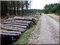 SY8691 : Forestry Track on Philliols Heath by Nigel Mykura
