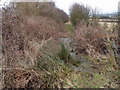 Overgrown and wet bridleway