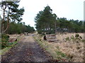 SY8792 : Forestry Track Philliols Heath  by Nigel Mykura