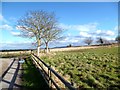 Two Trees by the Bridleway