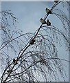 SE4202 : A waxwing winter at RSPB Old Moor by Steve  Fareham