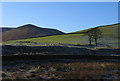 Field beside the Twislehope Burn