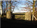 Pillars in shadow, Drumlish