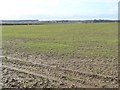 SE4542 : Large field north-west of High Moor Grange Farm by Christine Johnstone