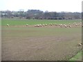 SE4545 : Sheep grazing west of Newton Kyme by Christine Johnstone