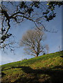 Tree near Halscombe