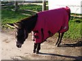 Donkey, Mile Oak Farm