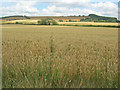 Arable land on Sandhurst Hill