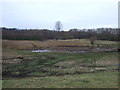 Grazing and pond, Old Denaby