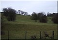 Hillside grazing, Old Denaby