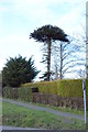 Monkey Puzzle Tree on Rye road