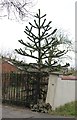 Monkey Puzzle Tree on Toad Lane