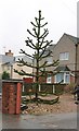 Monkey Puzzle Tree on Eakring Road