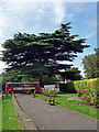 Cedar, Streatham Common North