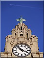 SJ3390 : Royal Liver Building Clock by James T M Towill