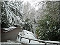 Pool and trees in Parkfield