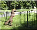 Fox near the Playground, Ruskin Park, Walkley, Sheffield - 1