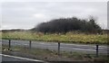 Bushes by the M4