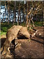 Fallen Tree in the Woods near Sandfield Farm