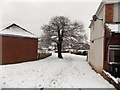 ST3091 : Tree in snow covered green between Almond Drive houses, Malpas, Newport by Jaggery
