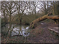 Pond at Lincewood, Langdon Nature Reserve