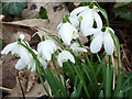 A few of the thousands of snowdrops in Oare Gunpowder Works Country Park