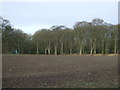 Farmland towards Hollows Wood