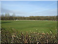 Sports field, Platt Bridge