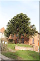 Monkey Puzzle Tree, Main Street, Laxton