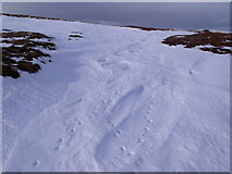 NJ2815 : Snowed-up track near Shannach Moss in The Ladder Hills, Strathdon by ian shiell