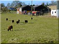 Sheep at Fyfield