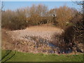 Harlington pond