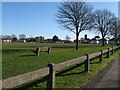 Spring flowers on Broadwater Green