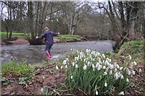ST1021 : Taunton Deane District : Snowdrops & The River Tone by Lewis Clarke