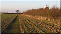 TL9514 : Saplings, field margin, arable land: Abbotts Hall Farm by Roger Jones