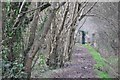 Mid Devon : Public Footpath