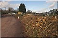 Hedge removal, Edginswell Lane