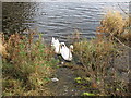 Mute swans on River Bann