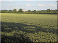 Wheat field near Ambaston Lane Farm
