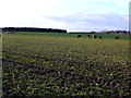 ST8500 : Cattle on East Down by Nigel Mykura