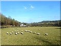 Sheep near Newmills Bridge