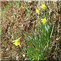 Early daffs beside the River Rhiw