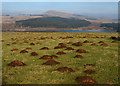 Molehills and Lomond Hills