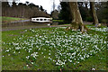TQ0959 : Snowdrops in Painshill Park by Ian Capper